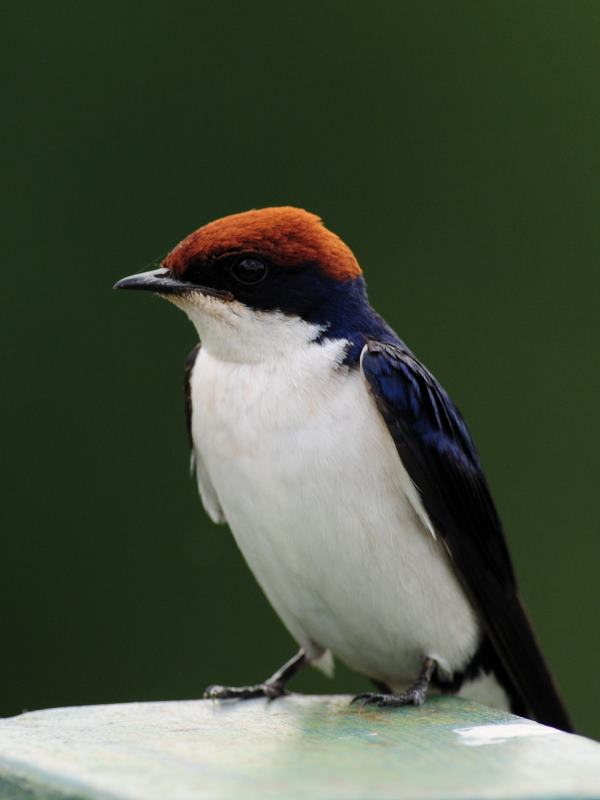 Wire-Tailed Swallow - Pafuri