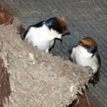 Wire-Tailed Swallow - Tembe