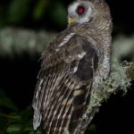 African Wood Owl - Bvumba