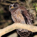African Wood Owl 2 - Ndumo