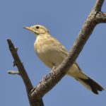 Wood Pipit - Chobe