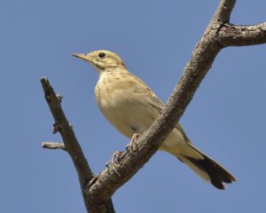 Wood Pipit - Chobe