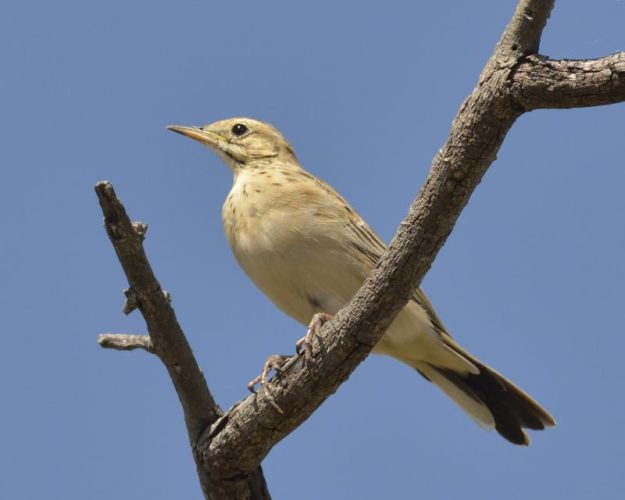 Wood Pipit - Chobe