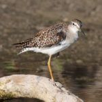Wood Sandpiper - Lichtenburg