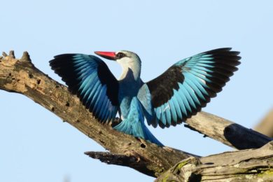 Woodland Kingfisher - Chiredzi