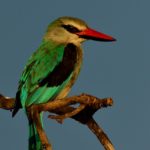 Woodland Kingfisher - Chobe