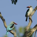 Woodland Kingfisher - Simunye