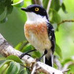 Woodward's Batis - Tembe