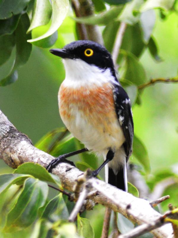 Woodward's Batis - Tembe