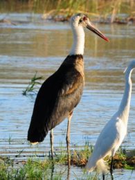 Woolly-Necked Stork - Ndumo
