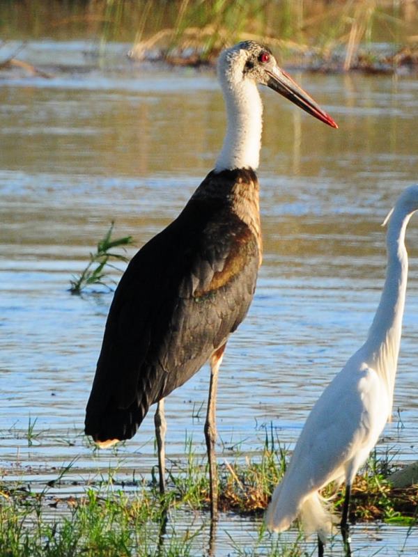 Woolly-Necked Stork - Ndumo