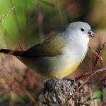 Yellow Bellied Waxbill - Bvumba