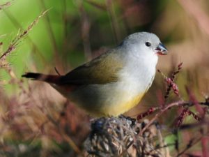 Yellow Bellied Waxbill - Bvumba
