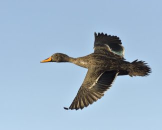 Yellow-Billed Duck - Ntsekeni