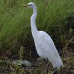 Yellow-Billed Egret - Chobe