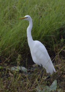 Yellow-Billed Egret - Chobe