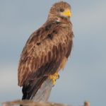 Yellow-Billed Kite - Imfolozi