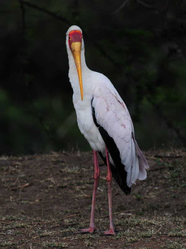 Yellow-Billed Stork - Phinda