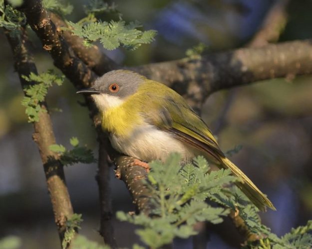 Yellow-Breasted Apallis - Chobe
