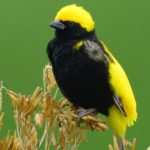 Yellow-Crowned Bishop - Biesiesvlei