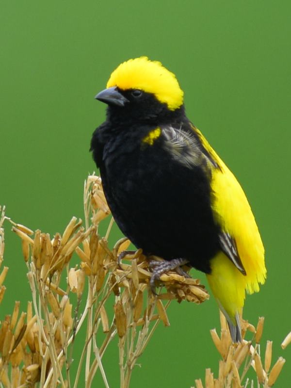 Yellow-Crowned Bishop - Biesiesvlei