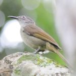 Yellow-Streaked Greenbul - Ongoye