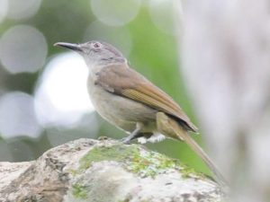 Yellow-Streaked Greenbul - Ongoye