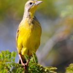 Yellow-Throated Longclaw - Imfolozi