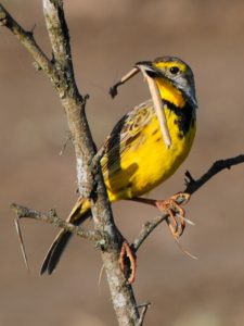Yellow-Throated Longclaw - Phinda