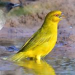 Yellow Weaver - Mkhuze
