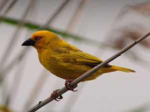 Yellow Weaver - Mkhuze