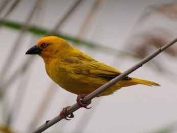 Yellow Weaver - Mkhuze
