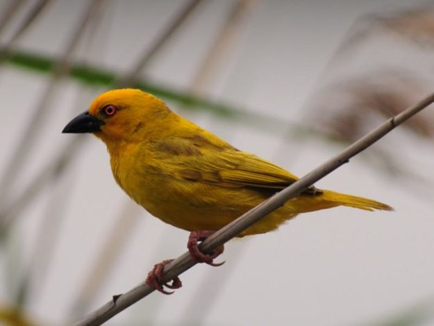 Yellow Weaver - Mkhuze