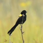 Yellow-mantled Widowbird - Harare