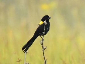 Yellow-mantled Widowbird - Harare