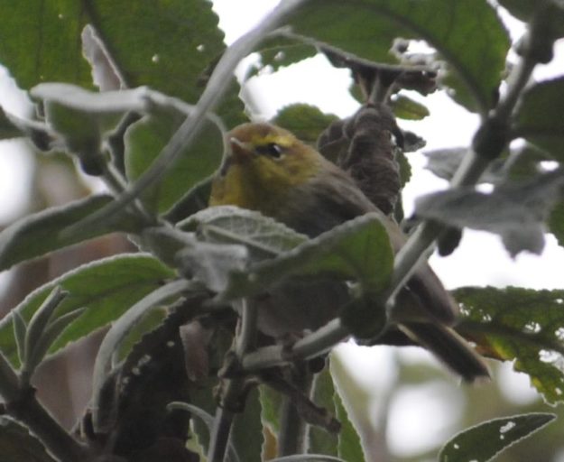 Yellow-throated woodland warbler