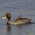 Yellow-Billed Duck - Cape Vidal