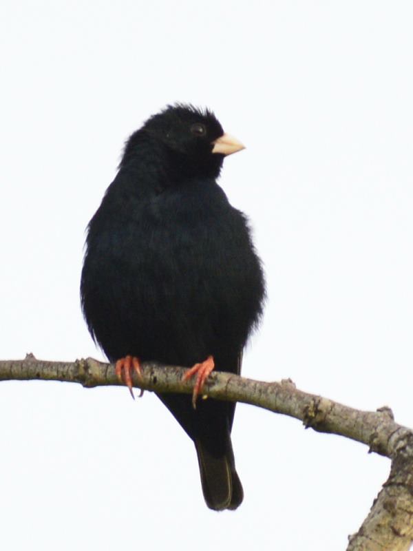 Zambezi Indigo - Burma Valley