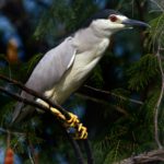 Black Crowned Night Heron 1 - Chobe