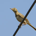 Bushveld Pipit - Mkhuze