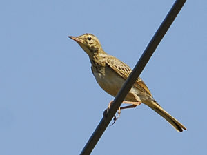 Bushveld Pipit - Mkhuze