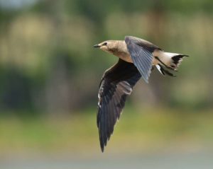 Black-winged Pratincole - Ventersdorp