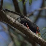 Retzs Helmet Shrike 1 - Chobe