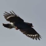 Retzs Helmet Shrike 3 - Chobe